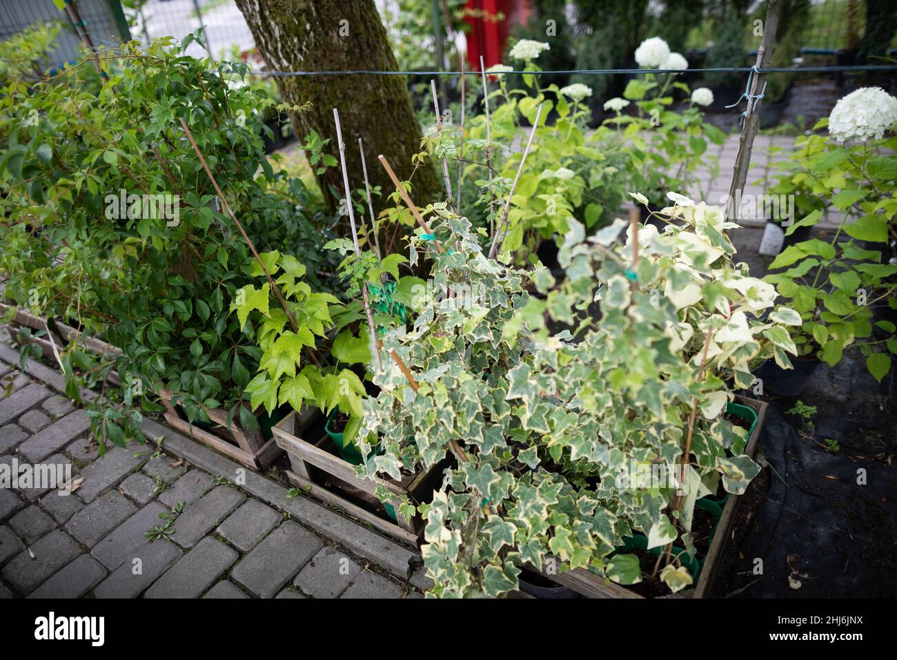 Efeu stecklinge Fotos und Bildmaterial in hoher Auflösung Alamy