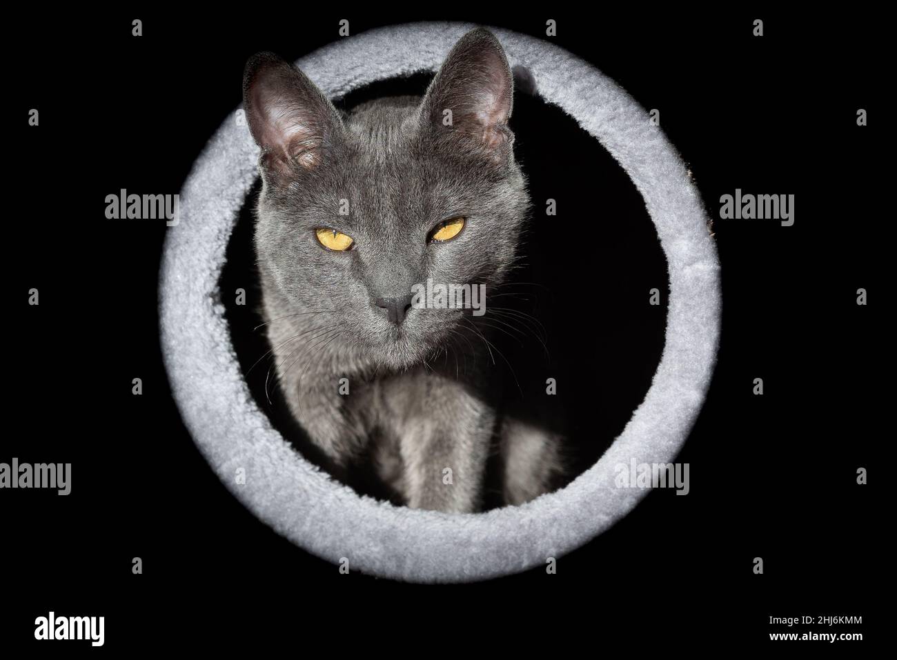 Porträt einer europäischen grauen jungen Katze in einem Kreis. Haustierkonzept. Stockfoto