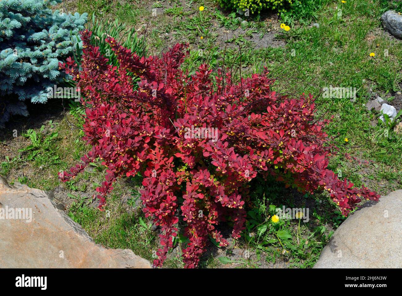 Blühender Berberis thunbergii, Sorte Roter Teppich mit hellrotem Laub und gelben Blüten im Frühlingsgarten unter Steinen. Dekorativer L Stockfoto