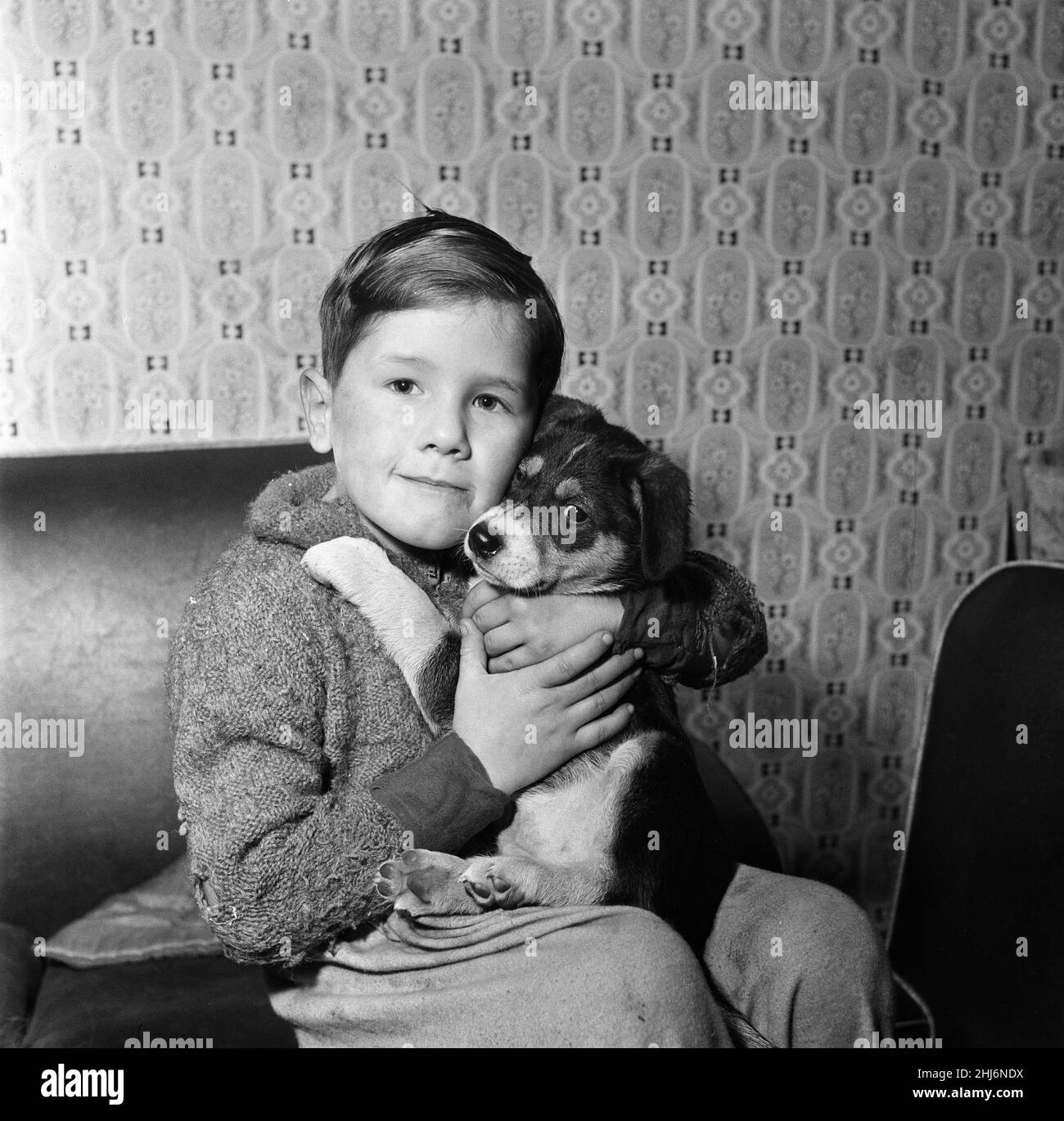 Sie ist die Tochter von Scruffy und genau wie ihre Mutter - der Daily Mirror Dog of the Year 1956 - sucht sie sich nach einem Ersatz-Heidedecke, auf dem sie sich zusammenrollen kann. Etwas unruhig fand sie. Tausende von gutherzigen Mirror-Lesern boten Häuser an. Und jetzt lebt sie in Woodhouse Park, Manchester. Vor zehn Wochen hatte sie ihre Welpen. Zwei haben Häuser gefunden. Jetzt hält der ungerade Welpen ihre Pfoten gekreuzt und hofft, dass auch für sie etwas auftauchend wird. Derrick Davies (6), der Sohn von Scruffys Besitzern, ist mit dem letzten der Welpen abgebildet. 21st. Januar 1958. Stockfoto