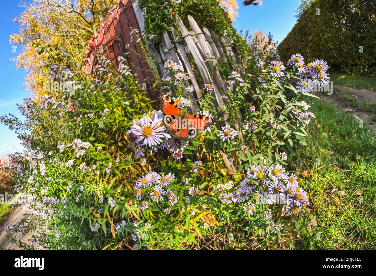 Tagpfauenauge, Aglais io, an einem Blumenstrauch Stockfoto