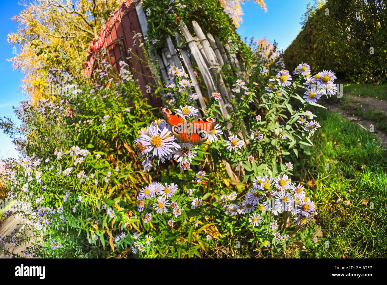 Tagpfauenauge, Aglais io, an einem Blumenstrauch Stockfoto