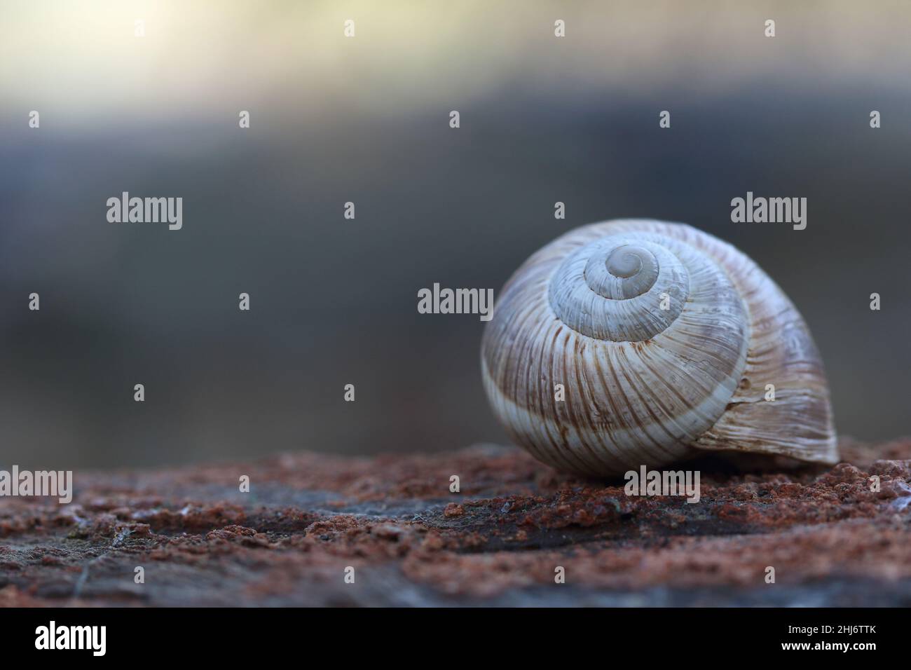 Makronaht einer spiralförmigen Schneckenschale mit braunen Streifen auf strukturierter Oberfläche Stockfoto