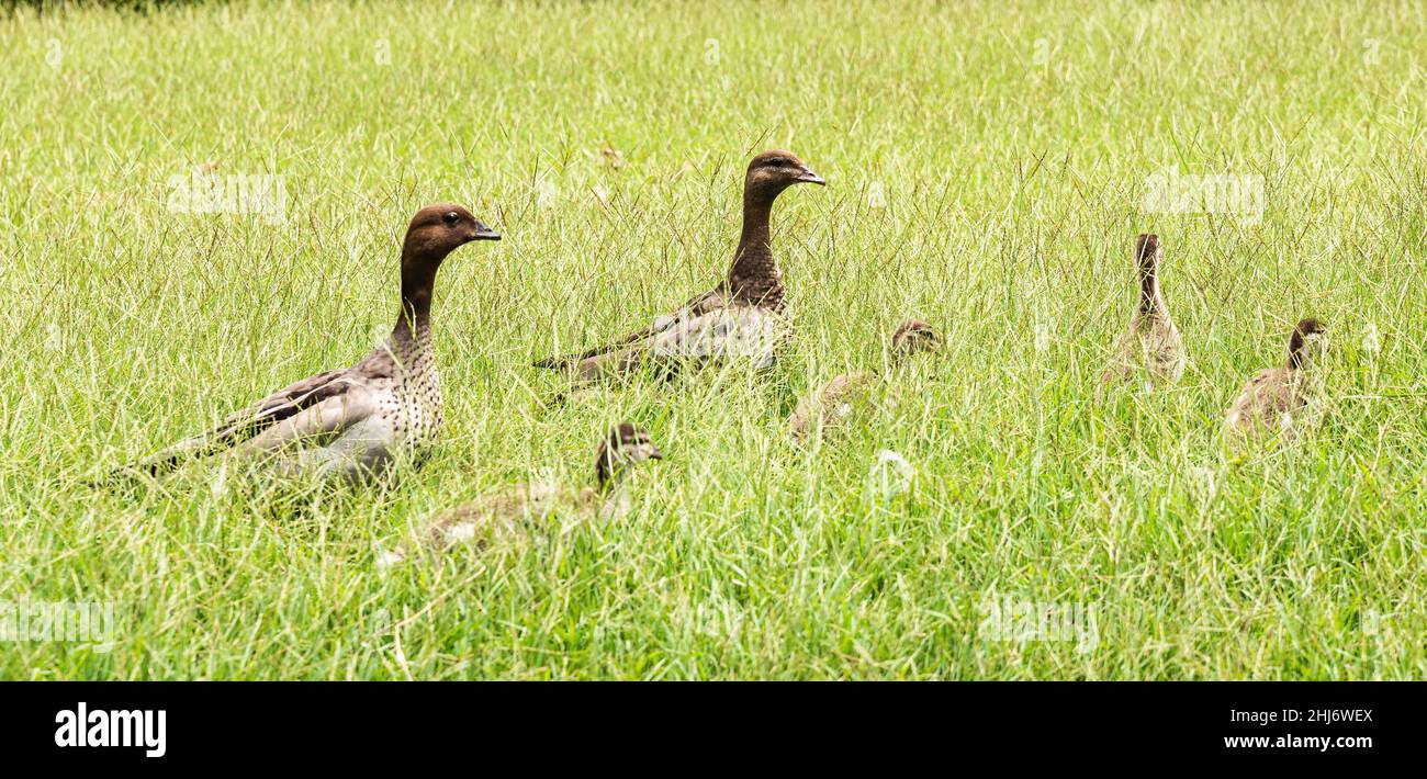 Wildwasserente im Park mit Baby-Ente Stockfoto