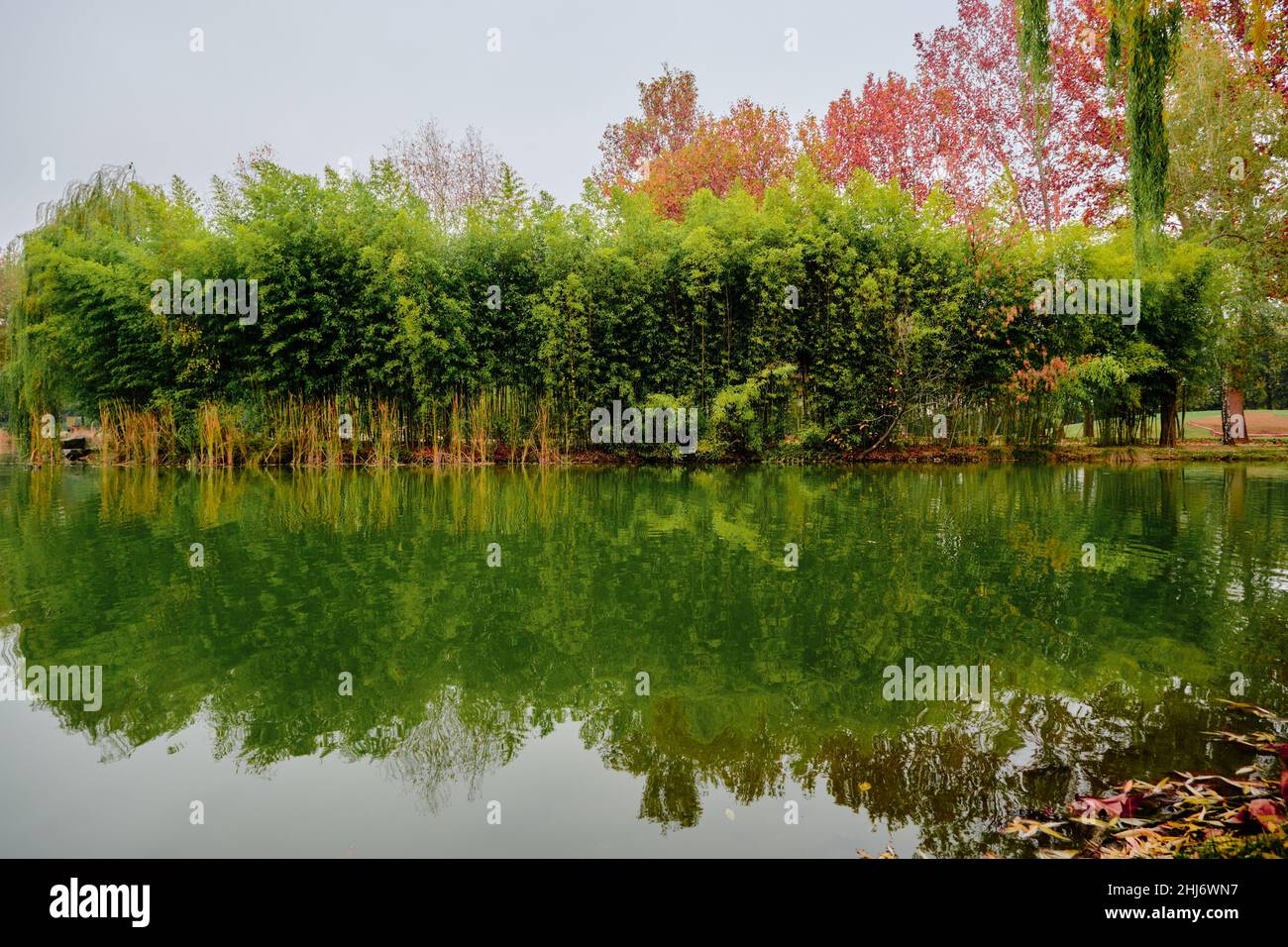 Bunte Bäume, kleine Pfütze aus Teich mit Wasser, Spiegelung von Bäumen auf der Wasseroberfläche. Stockfoto