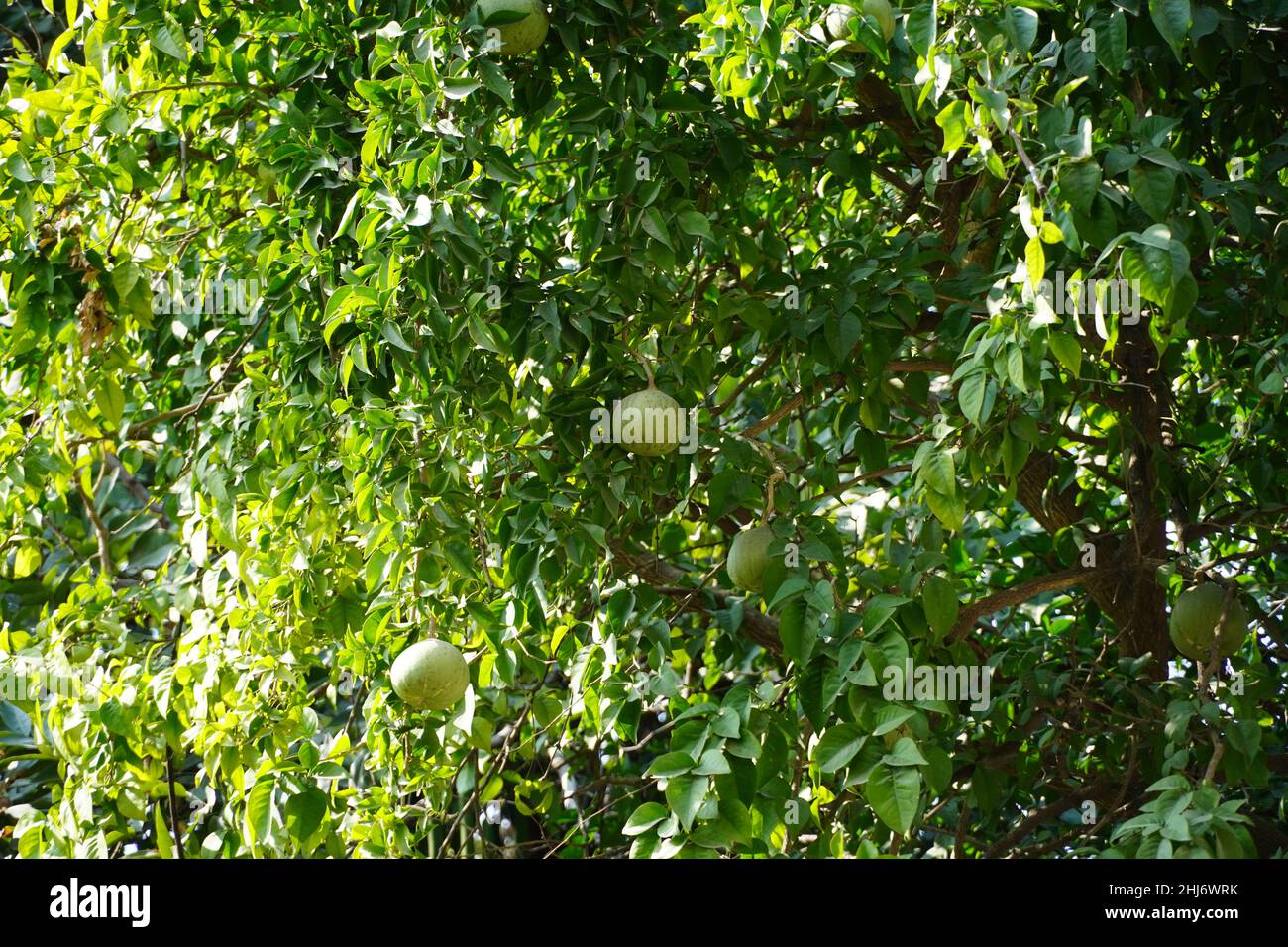 Grüne reife Früchte auf einem Baum im Sonnenlicht. Horizontale Aufnahme. Ein Haufen grüner Früchte hängt am Baum. HDG Stockfoto