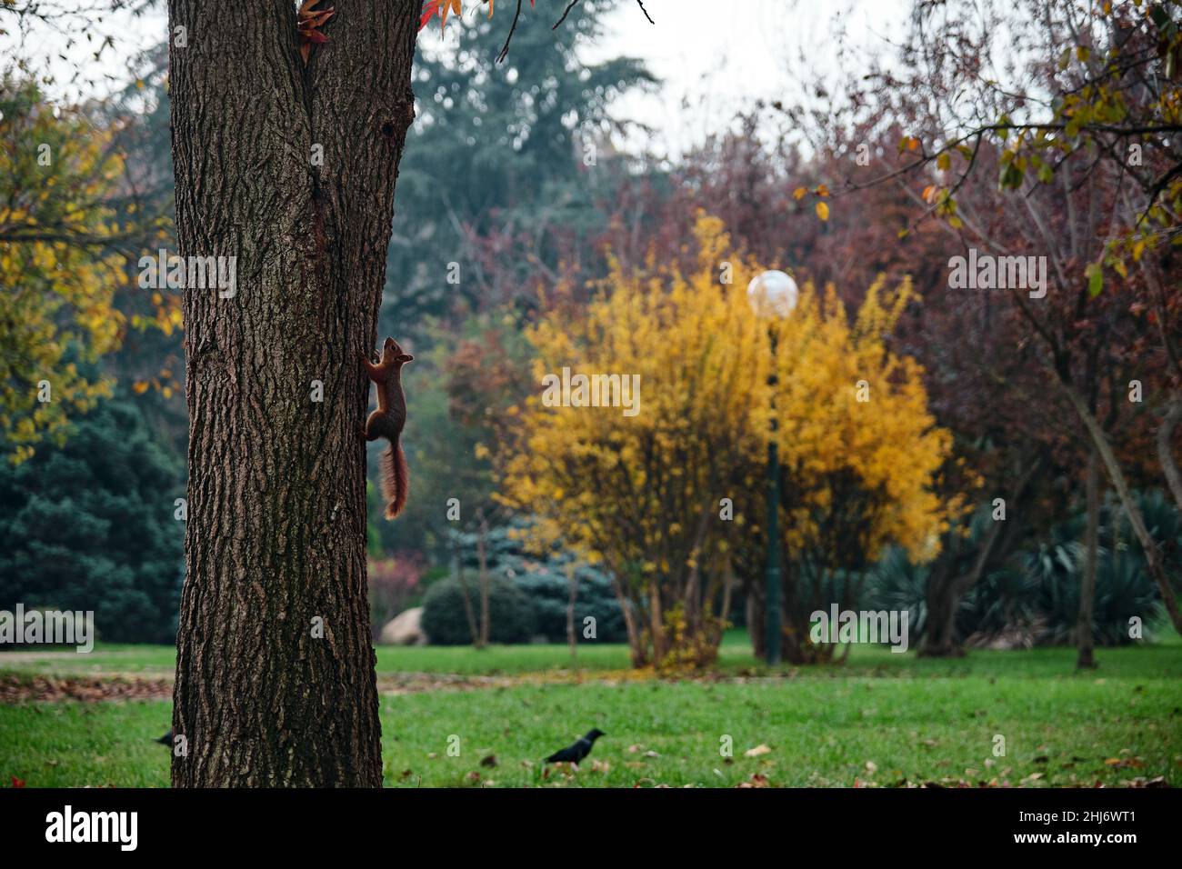 Eichhörnchen klettern auf Baum und schwarzen Raben Hintergrund. Herbstfarben und Eichhörnchen bleiben vertikal Stockfoto