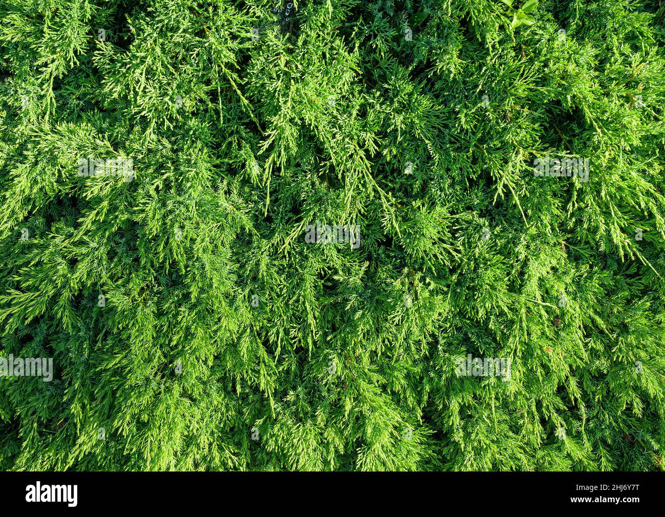 Grüne Blätter des Wacholders, selektiver Fokus mit geringer Schärfentiefe. Stockfoto