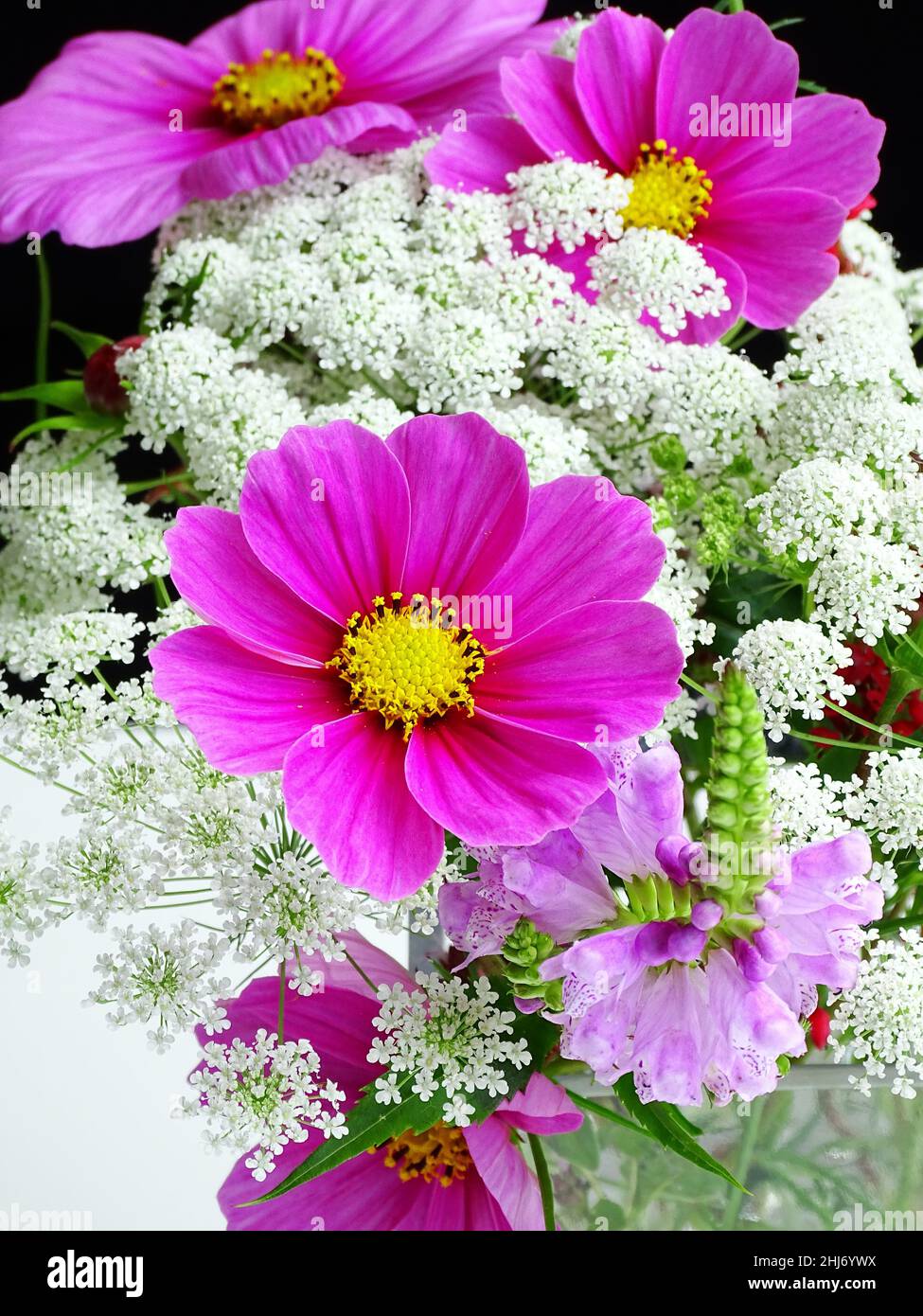 Nahaufnahme eines Blumenstraußes aus dem Garten mit silbernem Dill (AMMI MAJUS) und rosa Kosmos (cosmea), mit den Farben Rosa und Weiß Stockfoto