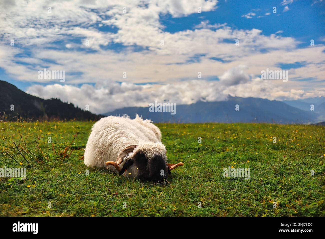 Ein Schaf mit schöner Landschaft in den Karwendelalpen während des Sommertages. Ovis Aries rast auf Gras in Seefeld. Stockfoto