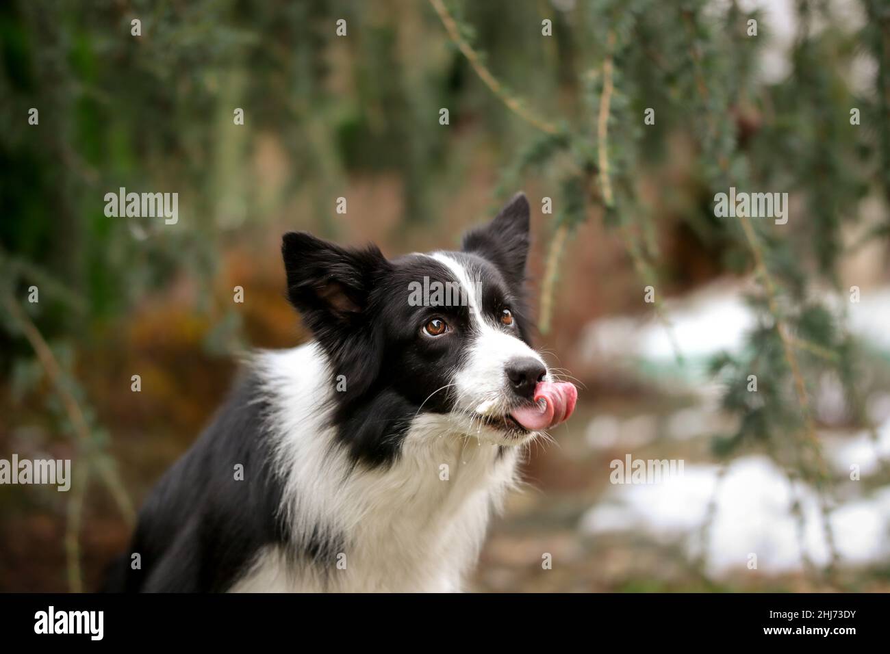 Hund Leckt Stockfotos und -bilder Kaufen - Alamy