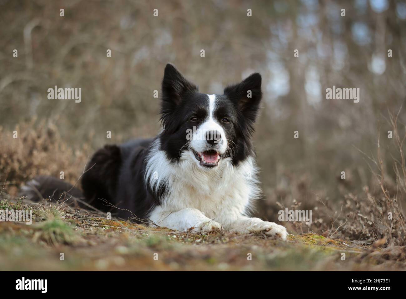 Smiling Border Collie liegt auf dem Boden in der Natur. Fröhlicher schwarzer und weißer Hund im Freien. Stockfoto