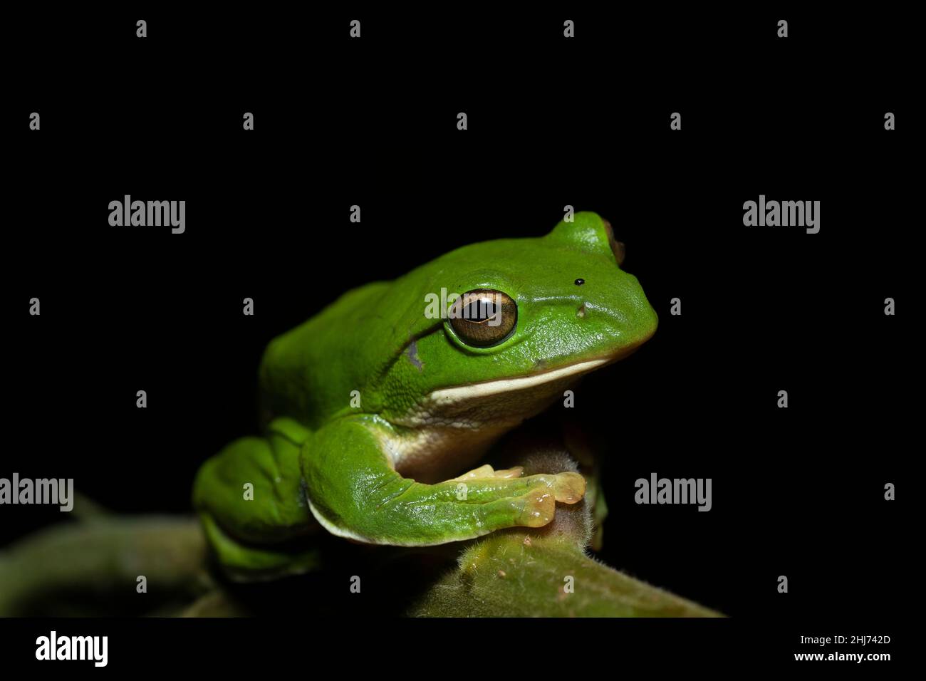 Giant Treefrog, Rhacophorus maximus, Kivikha, Nagaland, Indien. Stockfoto