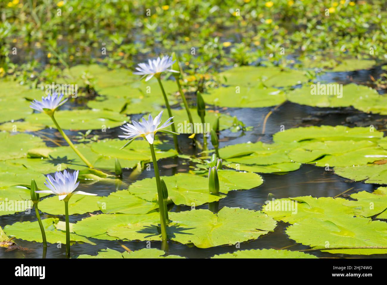 Cape Waterlilies (Nymphaea caerulea) hier gezeigt der Anbau an der Mid-Coast NSW gilt in Queensland und New South Wales als ökologisches Unkraut Stockfoto