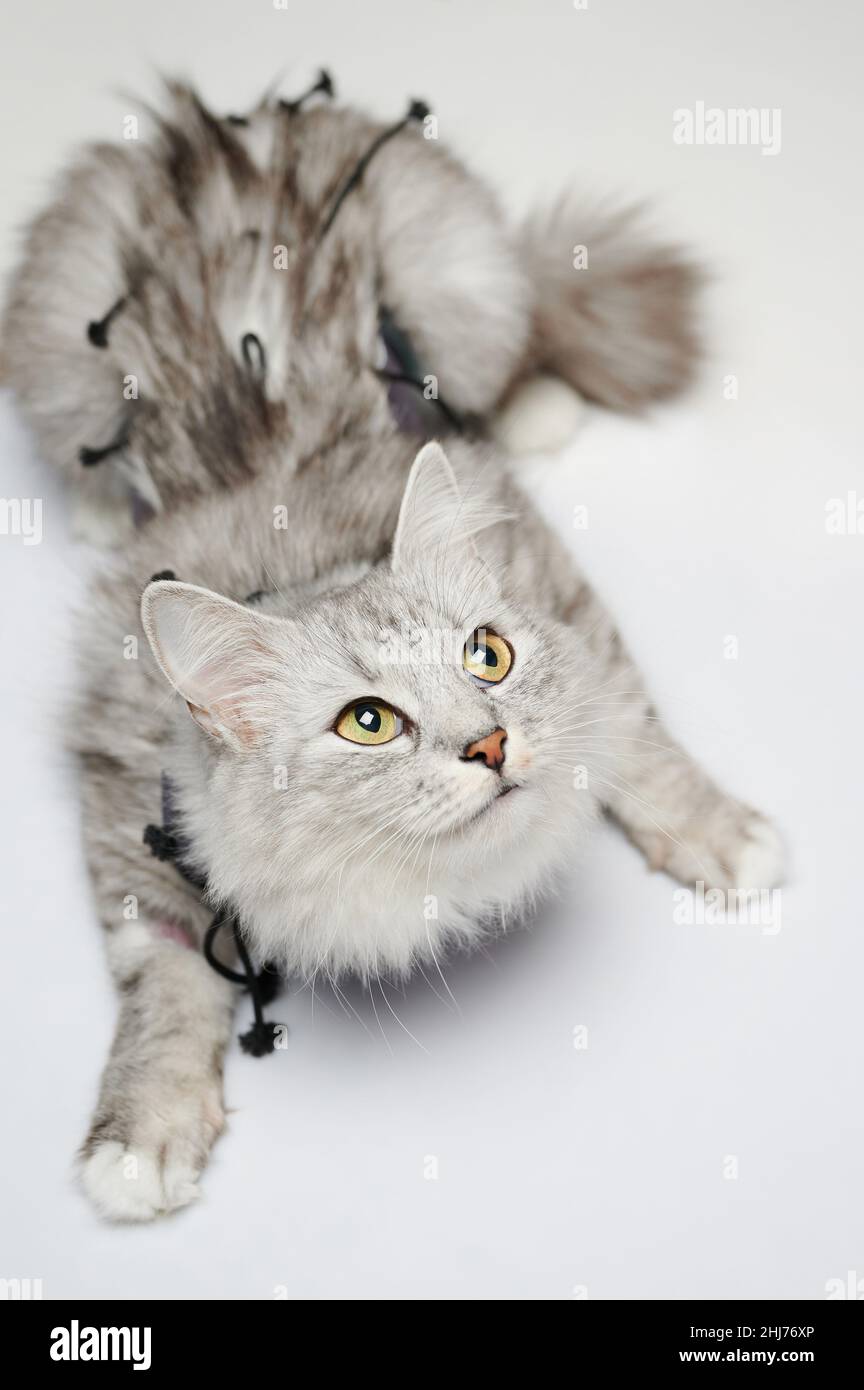 Kranke Katze, die auf den Tierarztpult schaut, isoliert im Studio-Hintergrund Stockfoto
