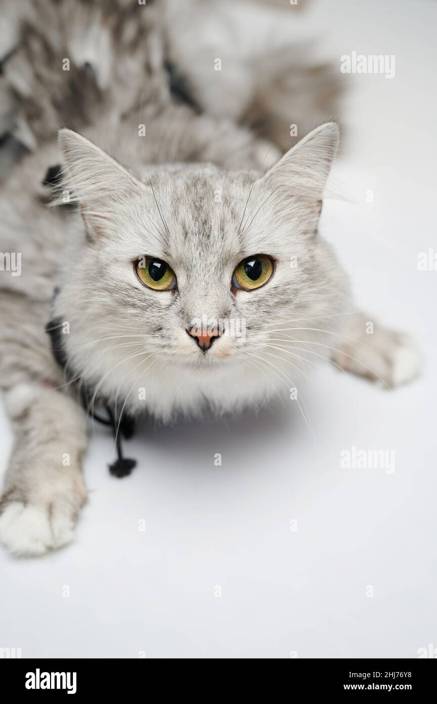 Kitty nach der Sterilisation mit Binde isoliert auf Studio-Hintergrund  Stockfotografie - Alamy