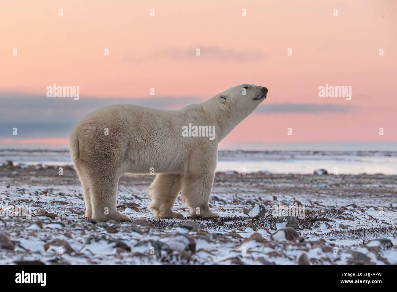 Eisbär schnüffelt in der Tundra in die Luft Stockfoto