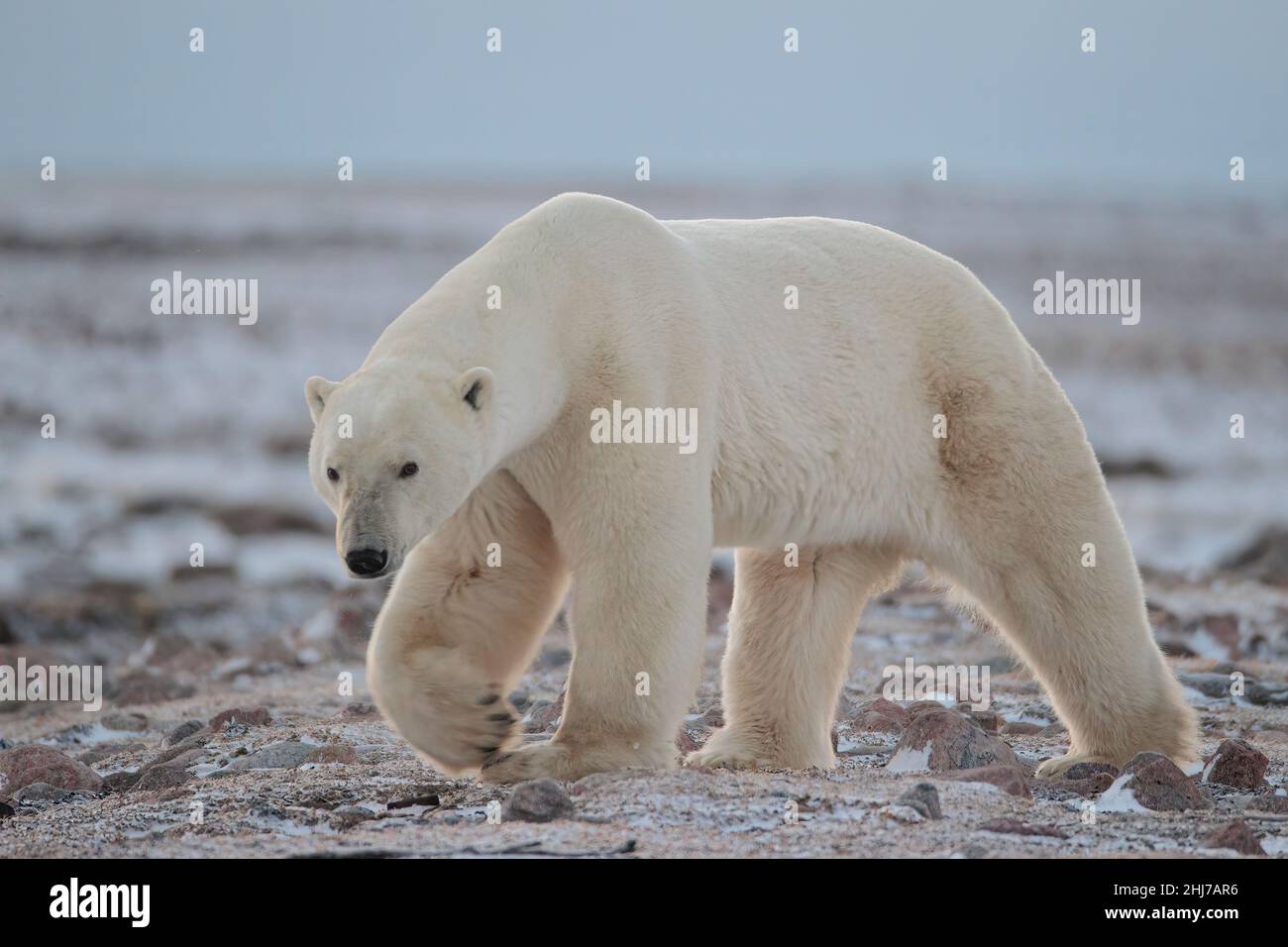 Einzelne Eisbären-Spaziergänge auf der Tundra an der Hudson Bay Küste Stockfoto