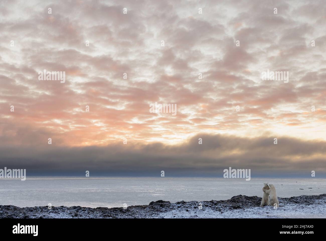 Sonnenaufgang und zwei Eisbären spielen und schweben auf der Tundra, während sie darauf warten, dass das Herbsteis gefriert Stockfoto