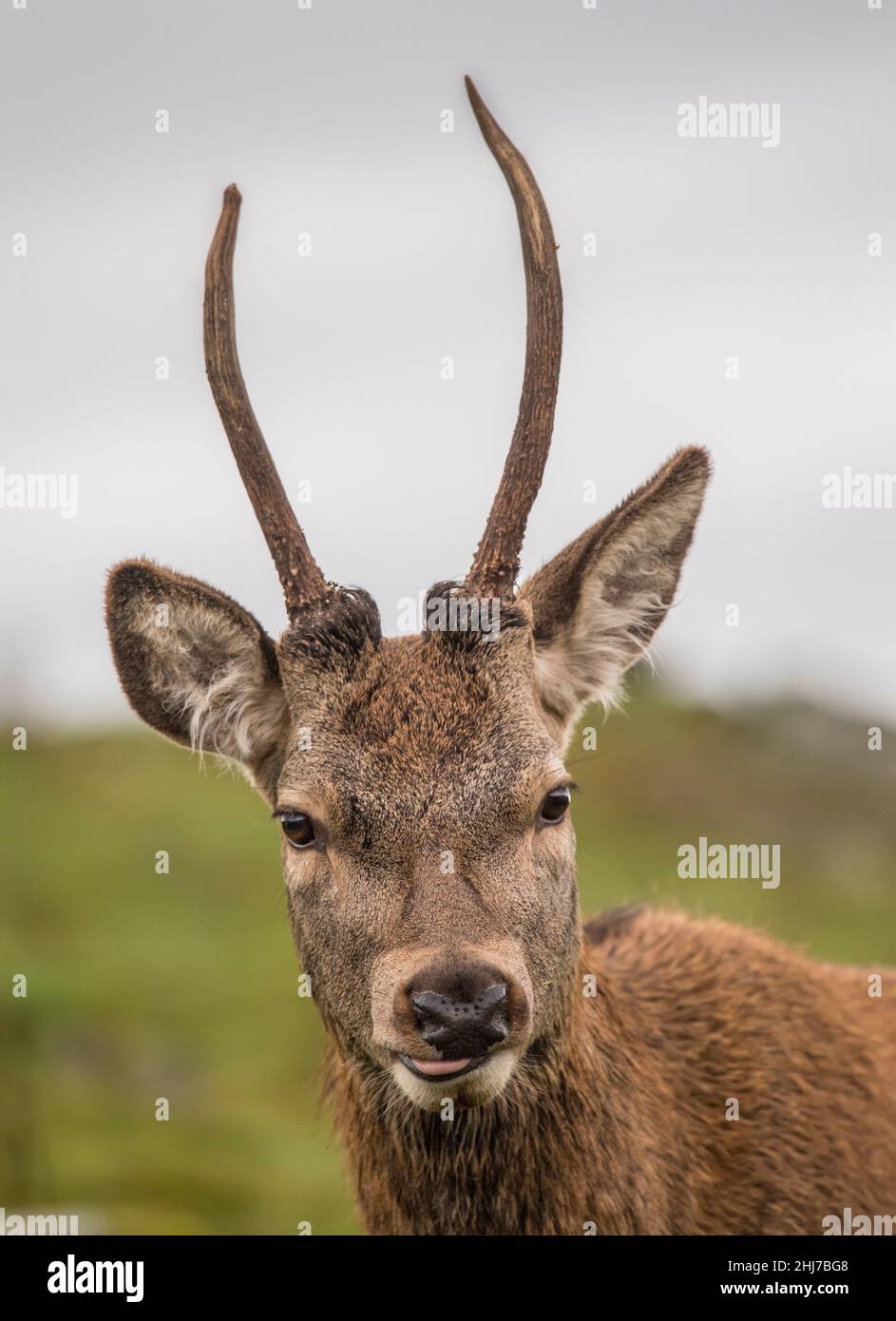 Rothirsch-Jungtier-Portrait aus der Nähe auf Moorland in Schottland Stockfoto