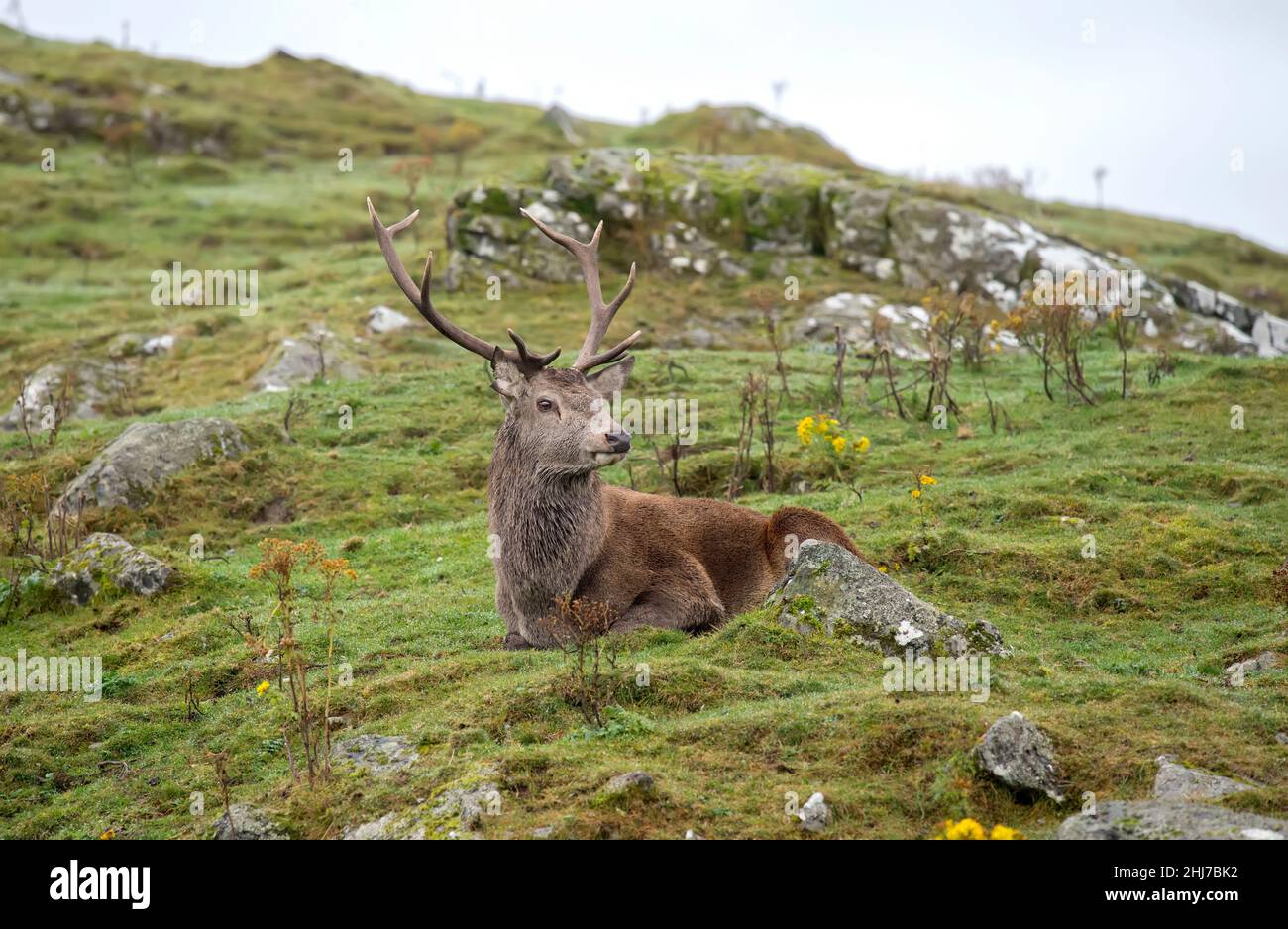 Rothirsch Jungtier, der in der Nähe auf dem Moor in Schottland sitzt Stockfoto