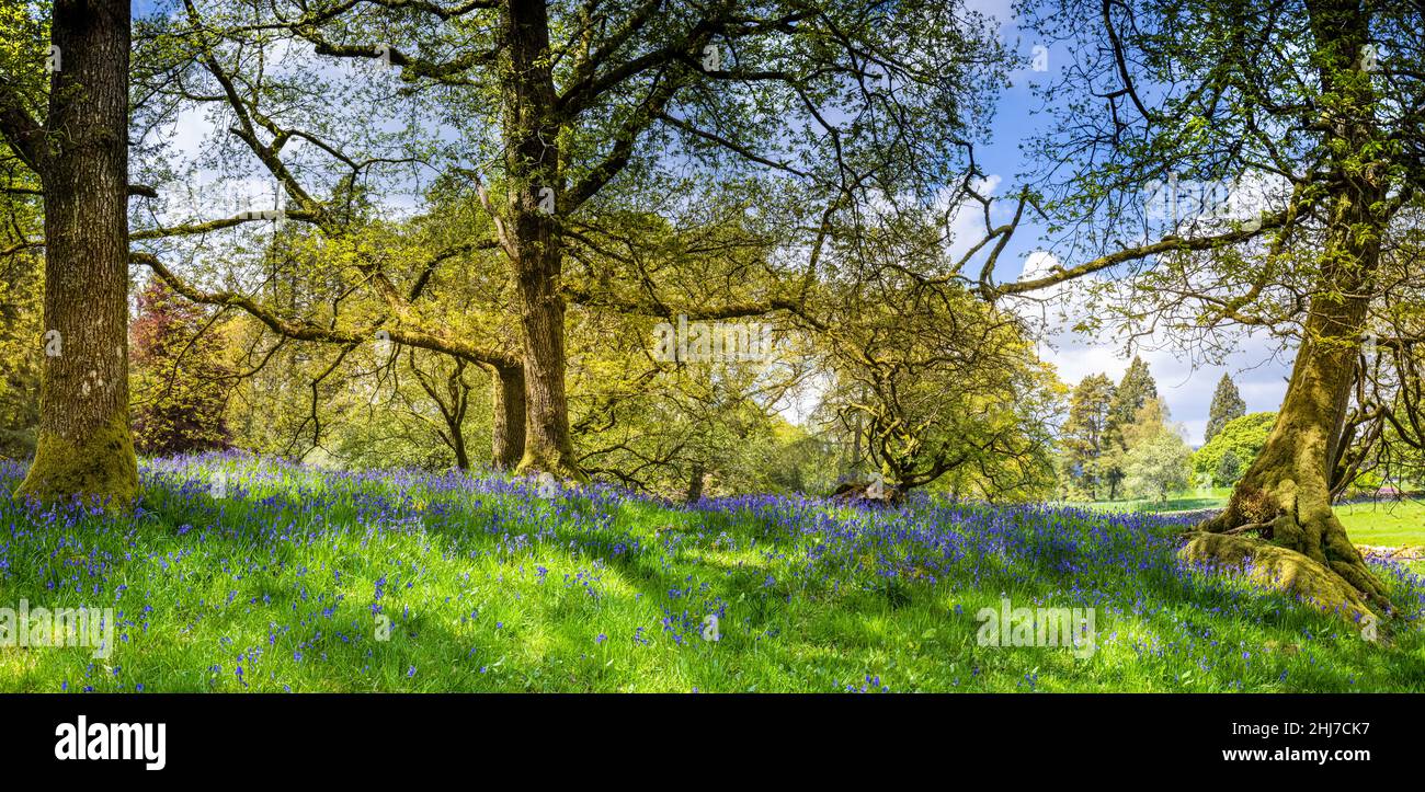 Englisch Bluebells in einem Wald Stockfoto