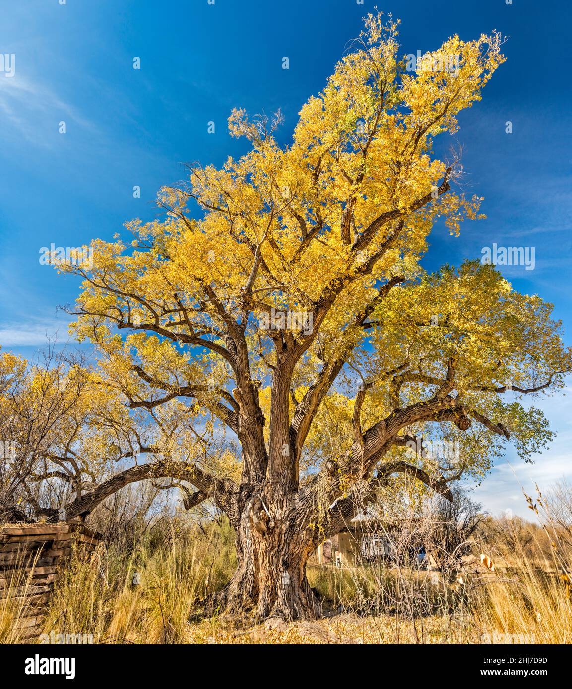 Großer Fremont-Baumwollbaum, 120 Jahre alt, im Herbstlaub, im San Pedro House, San Pedro Riparian NCA, in der Nähe von Sierra Vista, Arizona, USA Stockfoto