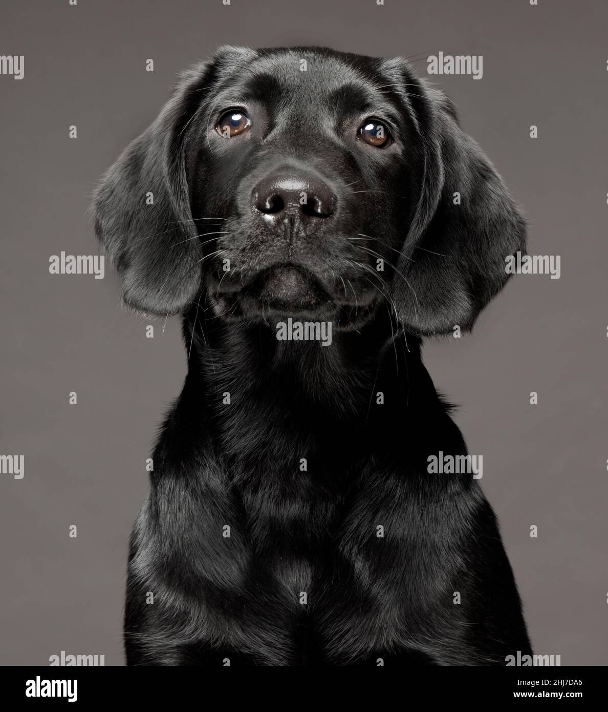 Headshot eines 4 Monate alten, 16 Wochen alten schwarzen Labrador-Welpen, isoliert vor dunkelgrauem Hintergrund. Stockfoto
