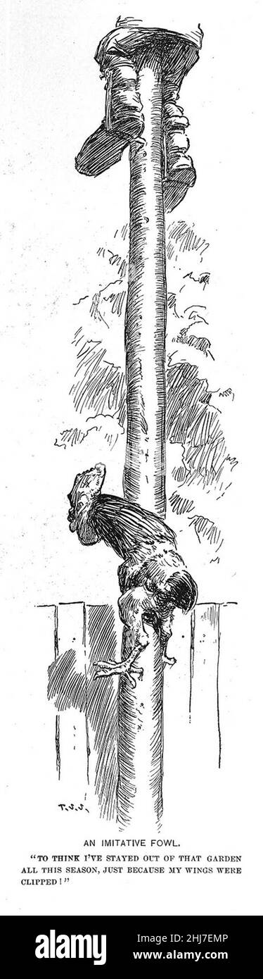 T. S. Sullivant (1898-10-20) ein imitierender Vogel. Stockfoto