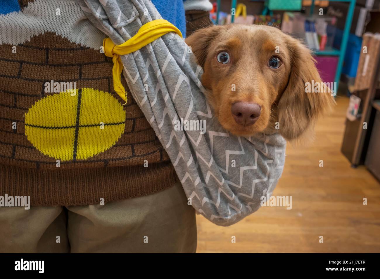 Ein Dachshund Hund wird in einem Papoose getragen. Stockfoto