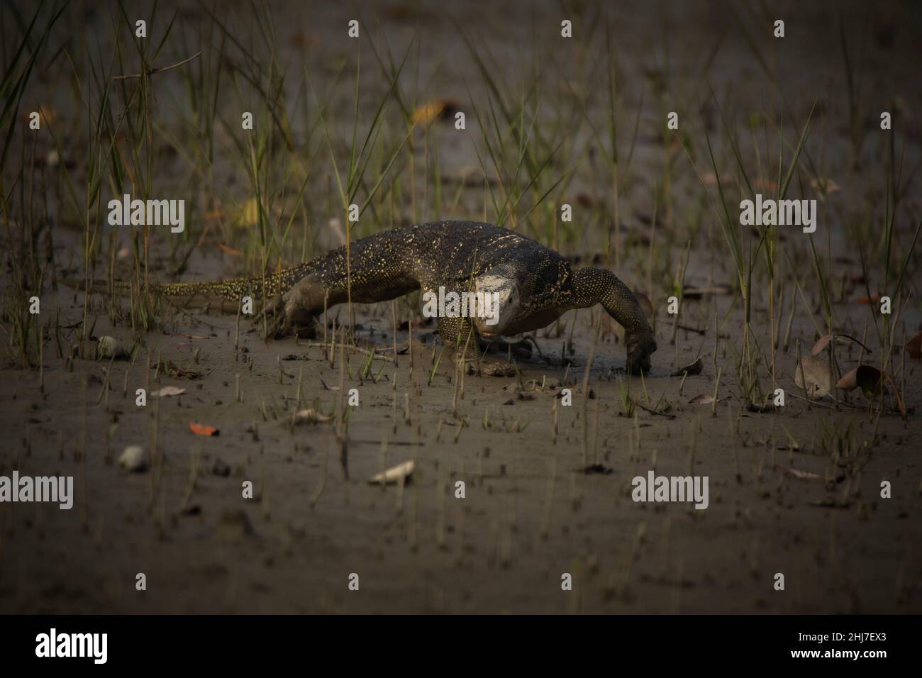 Asiatischer Wasserwächter, Varanus-Salvator, Sunderbans, Indien Stockfoto