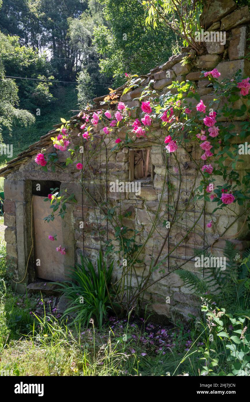 Rosa Sommerrose klettert auf einem alten Steingebäude mit einer kleinen Tür in einem englischen Hüttengarten. Stockfoto