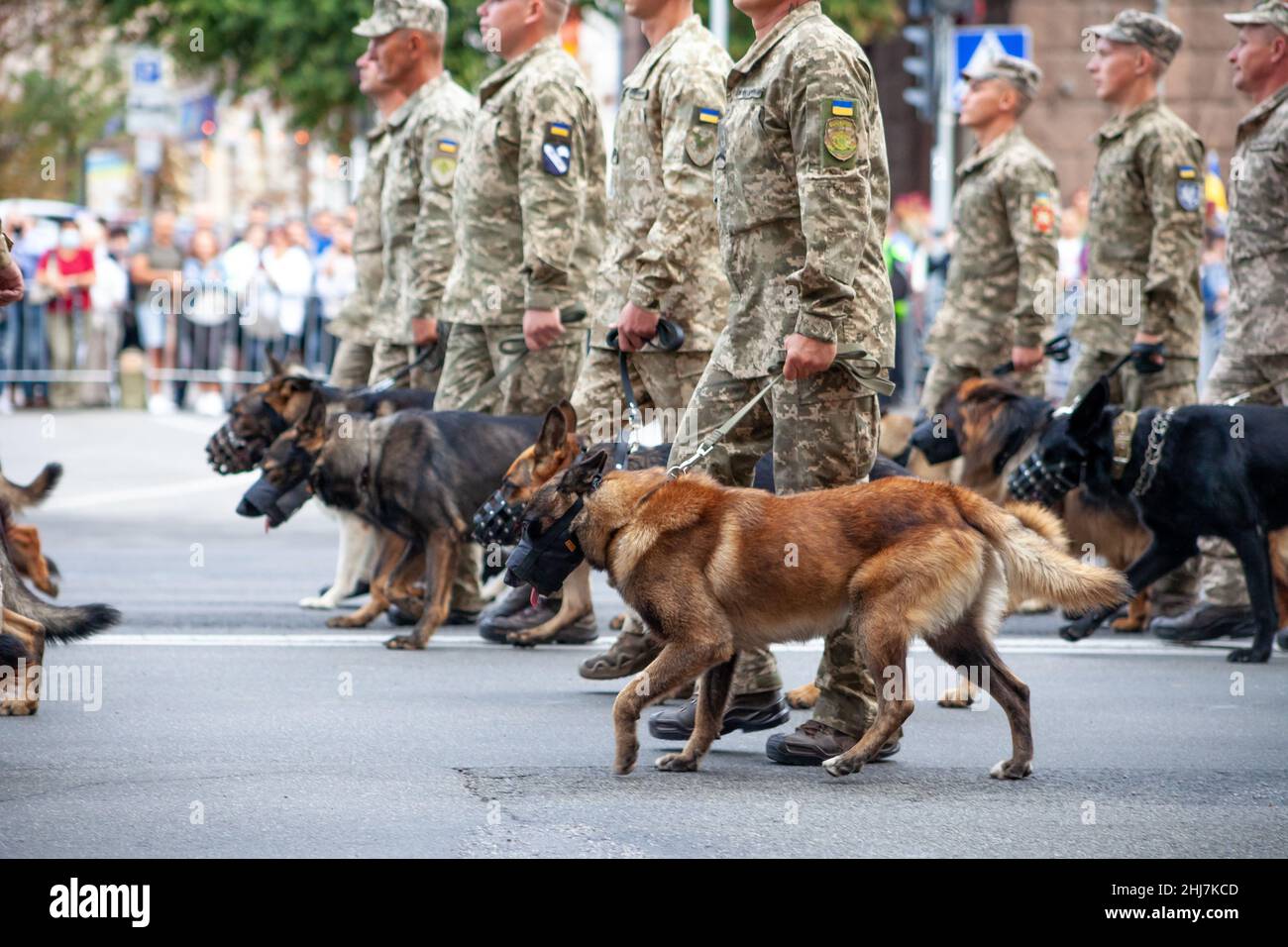 Ukraine, Kiew - 18. August 2020: Grenzposten mit Schäferhunden. Das Militär bei der Parade. Ein Soldat mit einem Wachhund. Service Hund Schäferhund im Dienst des Staates. Die Soldaten marschieren. Stockfoto