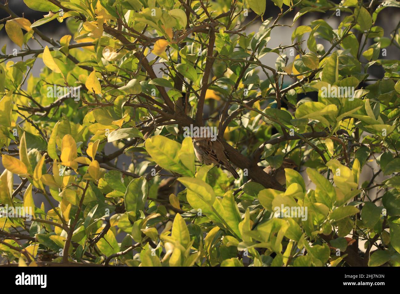 Grüner Baum sitzt ein Vogel, Nahaufnahme Baum. Stockfoto