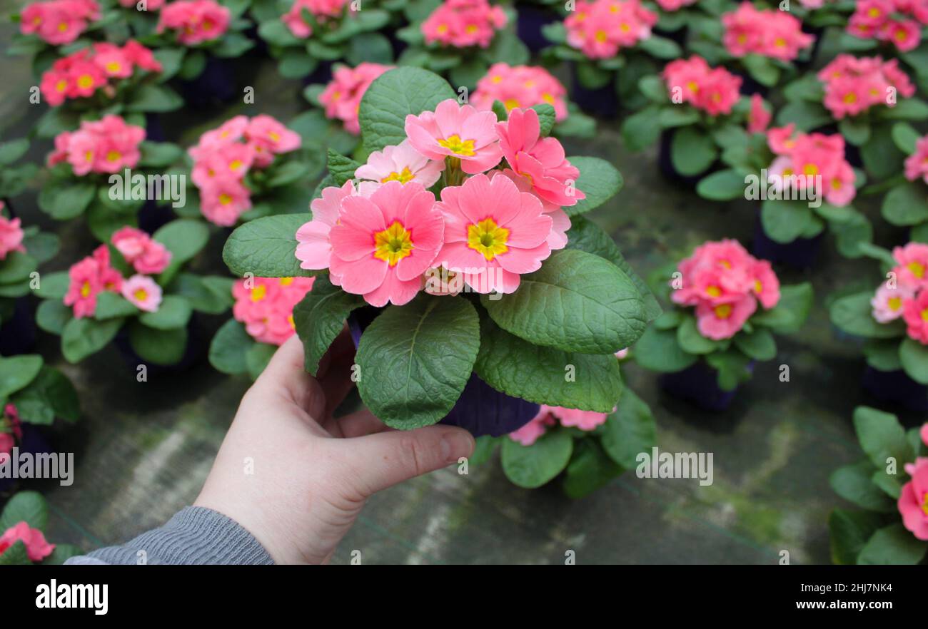 Die Hand hält einen Topf mit rosa Primrose und viele verschwommene Primeln befinden sich in einem Gewächshaus. Frühlingsblumen-Verkauf. Stockfoto