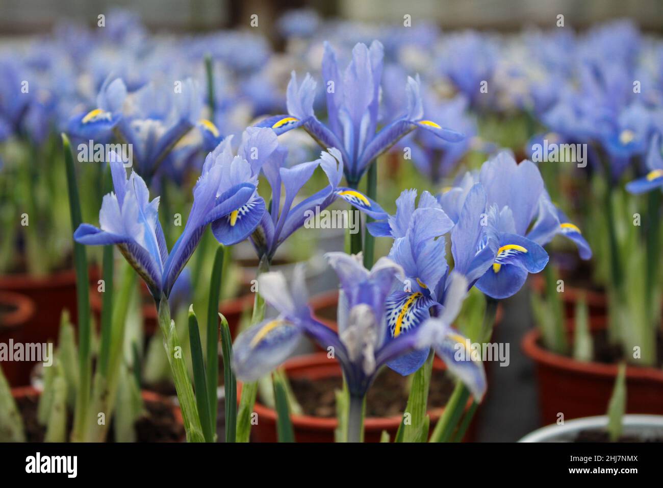 Nahaufnahme von kleinen Irissprossen mit weichen blauen Blüten in Töpfen im Gewächshaus zum Verkauf. Stockfoto