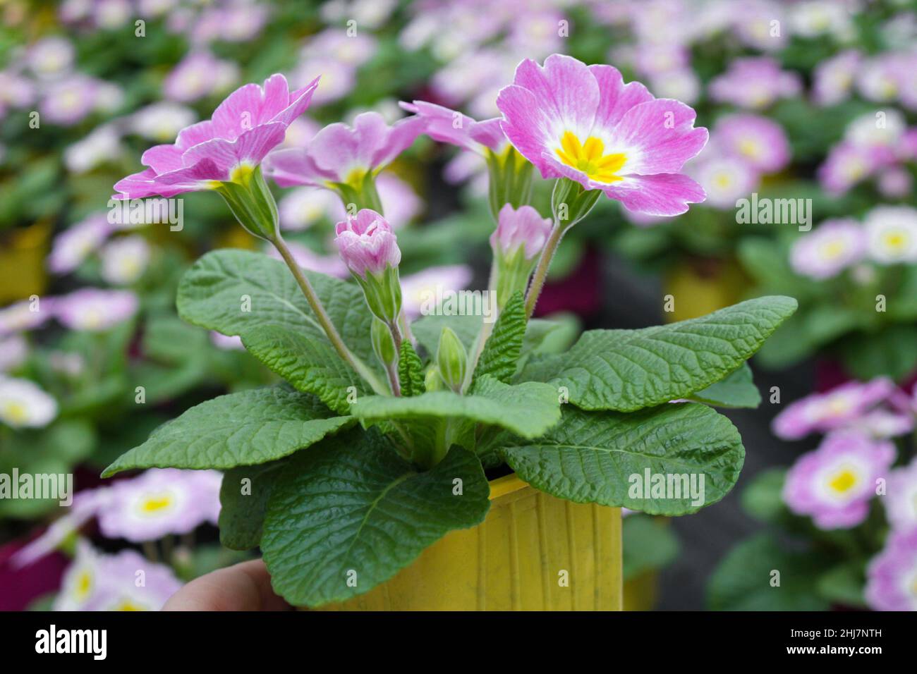 Die Hand hält einen leuchtend gelben Blumentopf mit einem rosa Primrose-Blumencowslip mit einer weißen und gelben Farbe in der Mitte Stockfoto