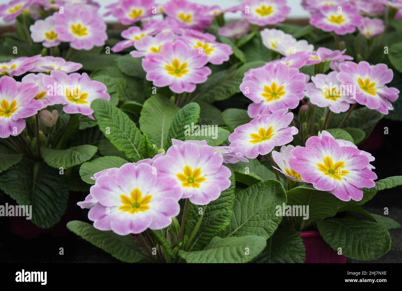 Hellrosa mit einer weißen und gelben Mitte einer Primrose Blüten - Kuhslip in einem Blumentopf Stockfoto