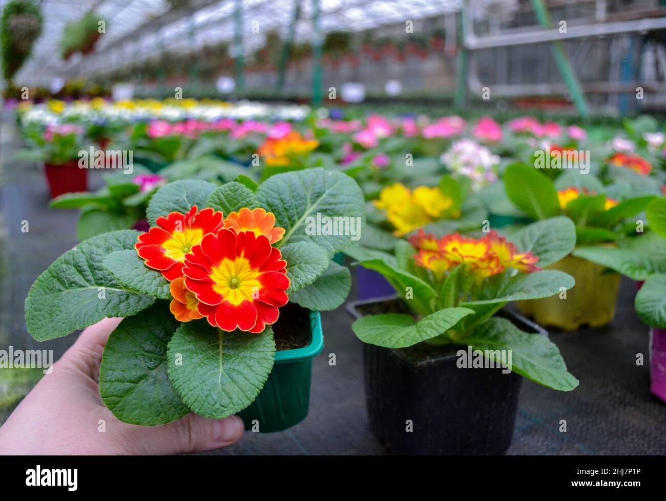 Die Hand hält einen grünen Topf mit roten und gelben Primeln und viele unscharfe helle bunte Primeln befinden sich in einem Gewächshaus. Frühlingsblumen-Verkauf. Stockfoto