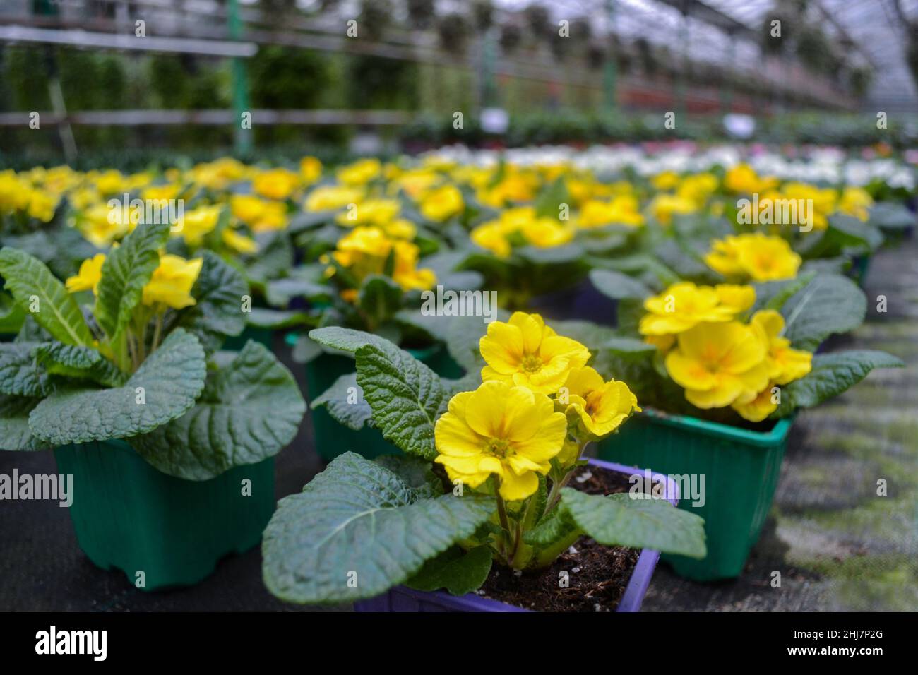 Nahaufnahme einer gelben Primrose in einem hellen Topf und einer Vielzahl von verschwommenen leuchtend gelben Kuhslip-Blüten in einem Gewächshaus. Frühlingsblumen-Verkauf Stockfoto