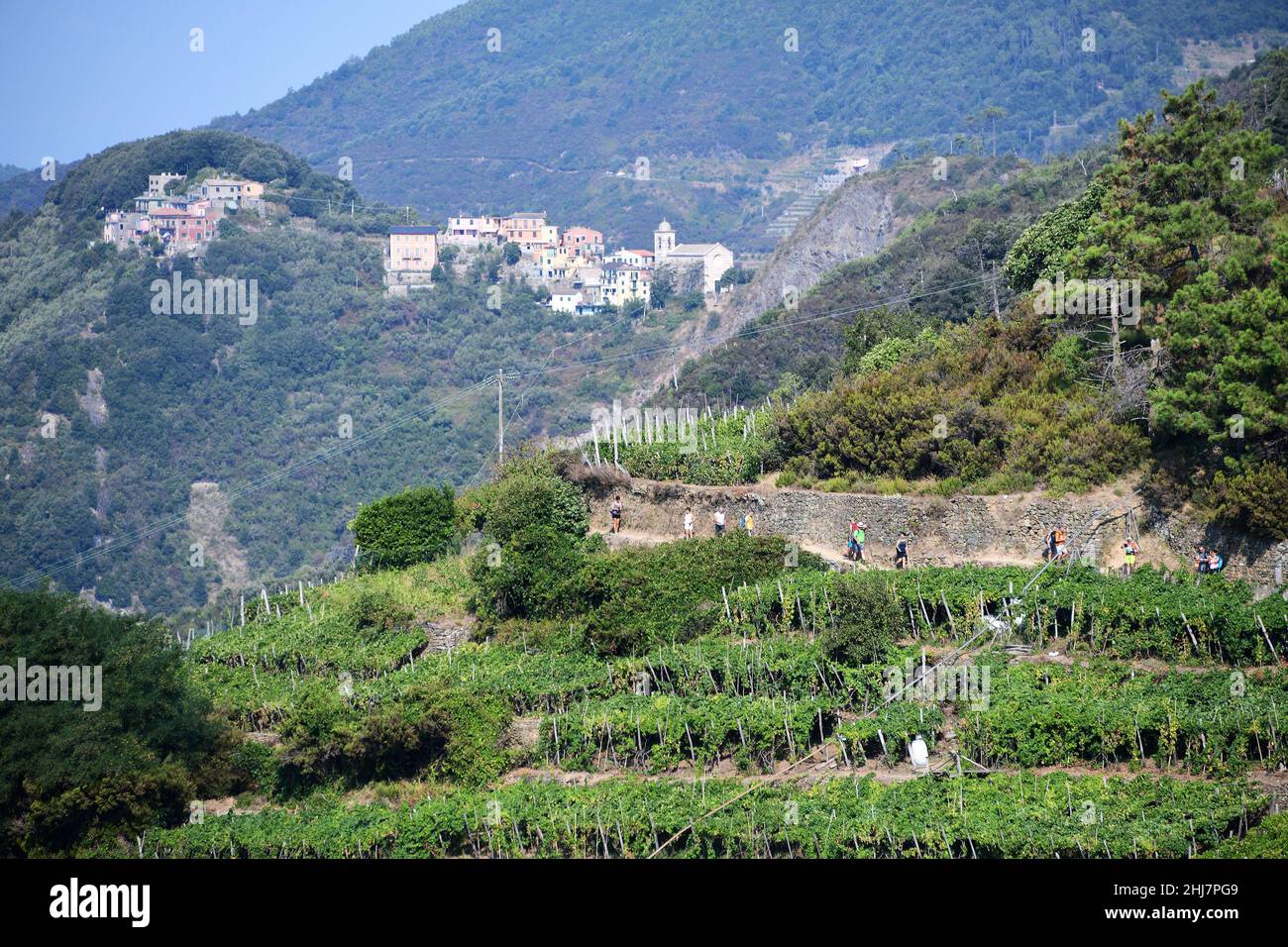 Wanderwege durch die Weinberge bei Corniglia an der italienischen Riviera. Stockfoto