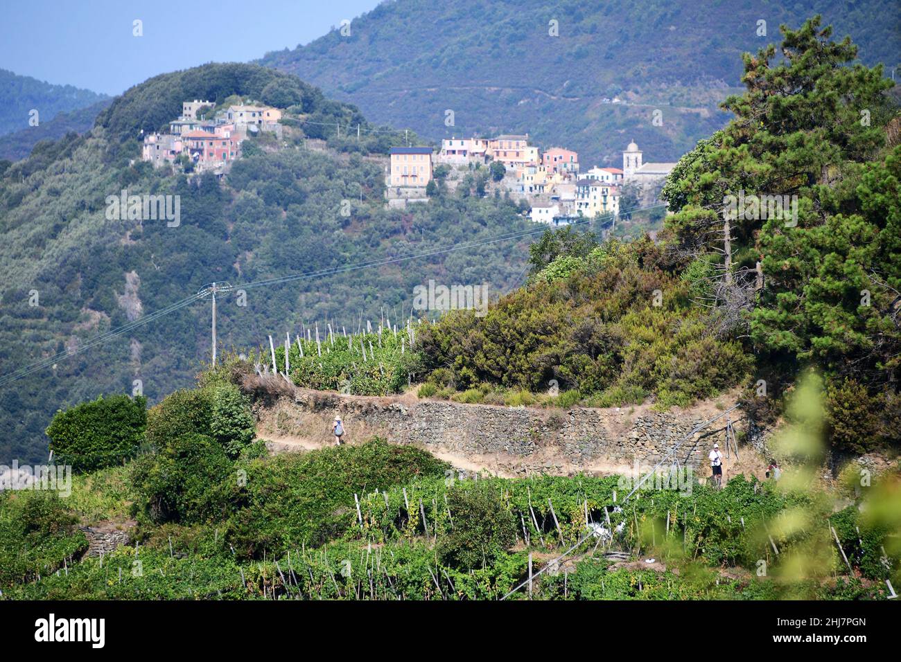 Wanderwege durch die Weinberge bei Corniglia an der italienischen Riviera. Stockfoto