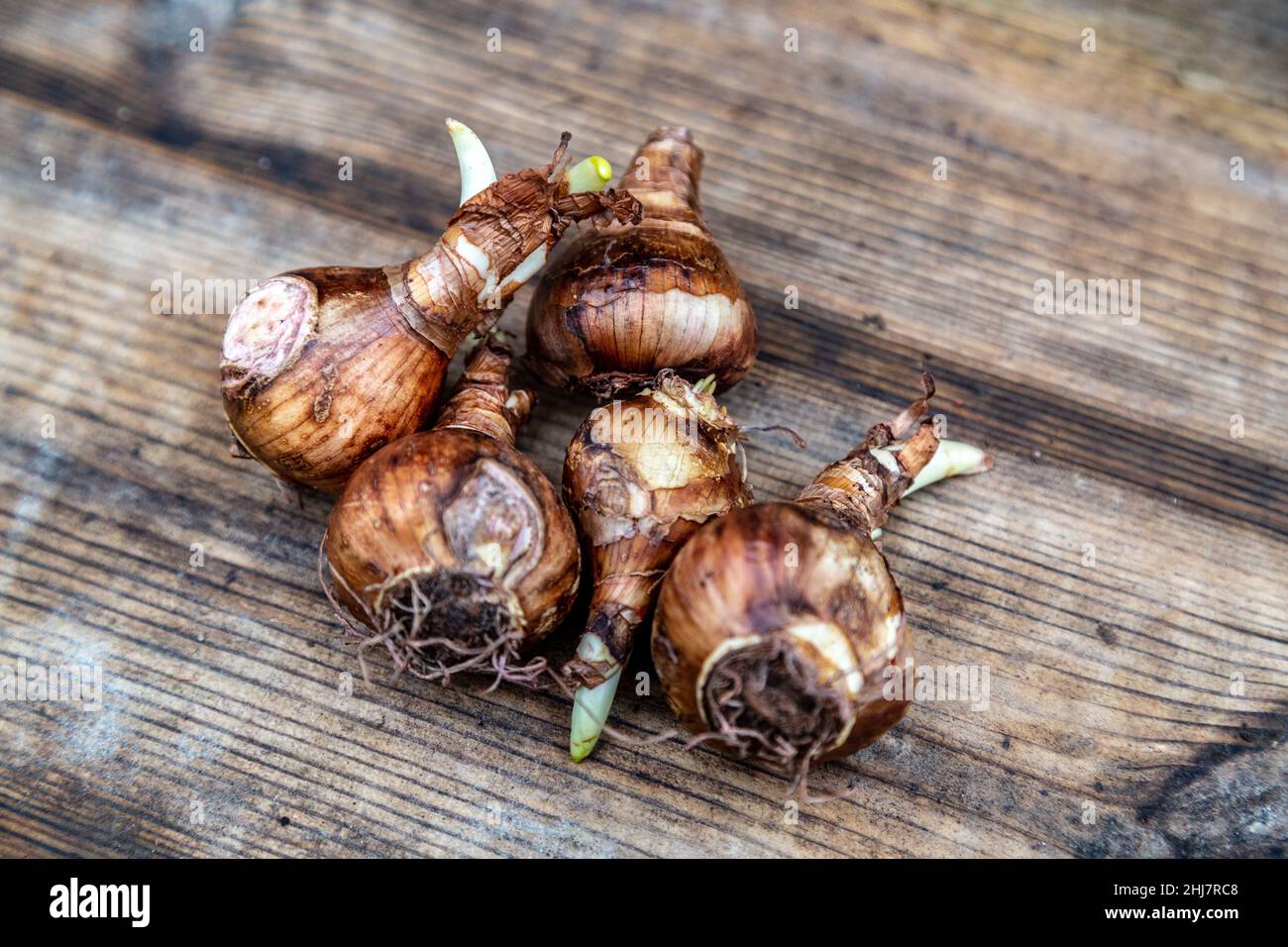 krokus- und Narzissenbirnen bereit für die Herbstbepflanzung Stockfoto