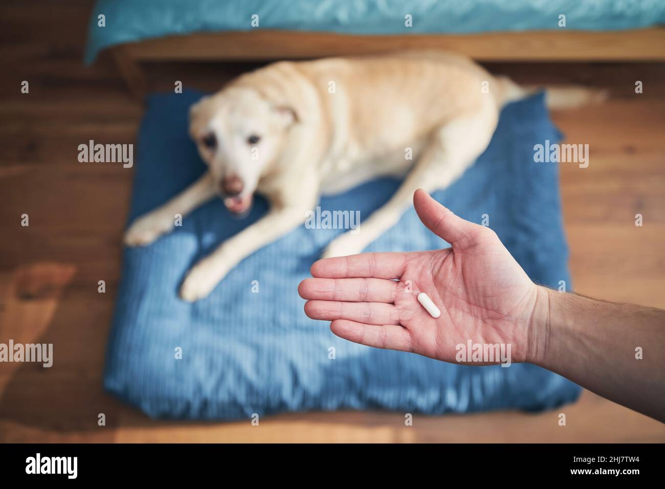 Der Mann hält die Kapsel für einen kranken Hund in der Hand. Tierbesitzer gibt seinem alten labrador Retriever Medikamente. Stockfoto