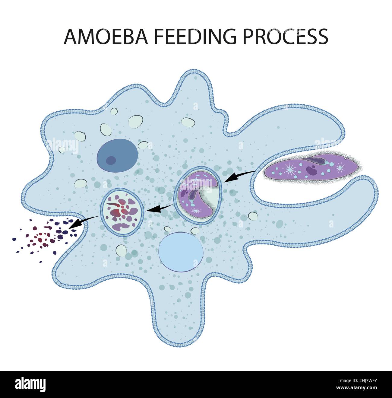 Fütterung und Verdauung in Amoeba Stockfoto