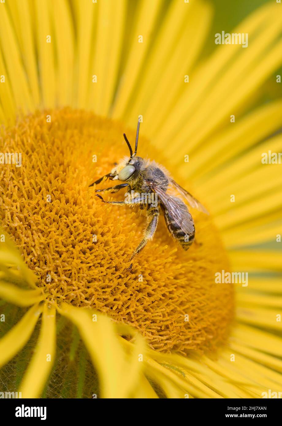 Grüne gefärbte Blütenbiene, Anthophora bimaculata, füttert mit der Yelow-Blume von Inula hookeri, Großbritannien Stockfoto