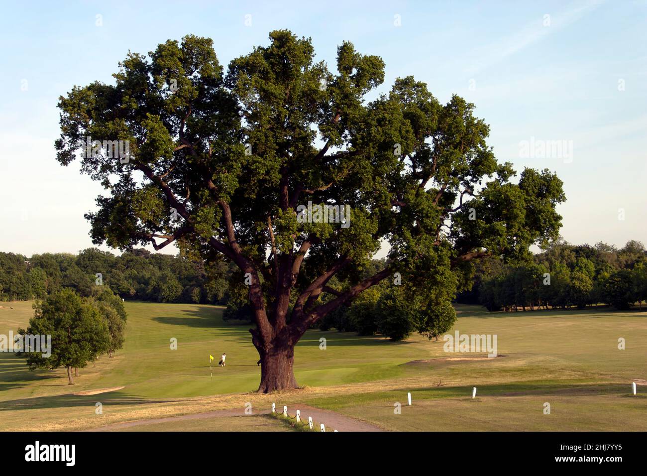 Puteneiche im Sommer. Das Bild wurde im Beckenham Place Park als Teil eines Projekts aufgenommen, um den Park über die Jahreszeiten aufzuzeichnen Stockfoto