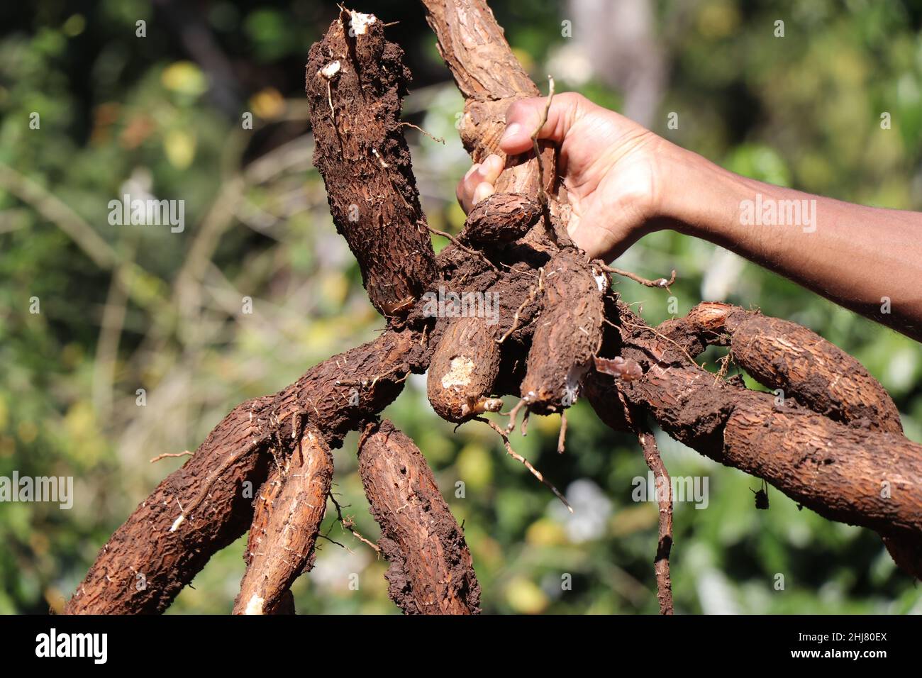 Große Cassava-Wurzeln nach der Ernte in der Hand gehalten gegen natürliches Sonnenlicht auf Naturhintergrund, Dig oder Harvest Wurzeln von Tapioka Stockfoto