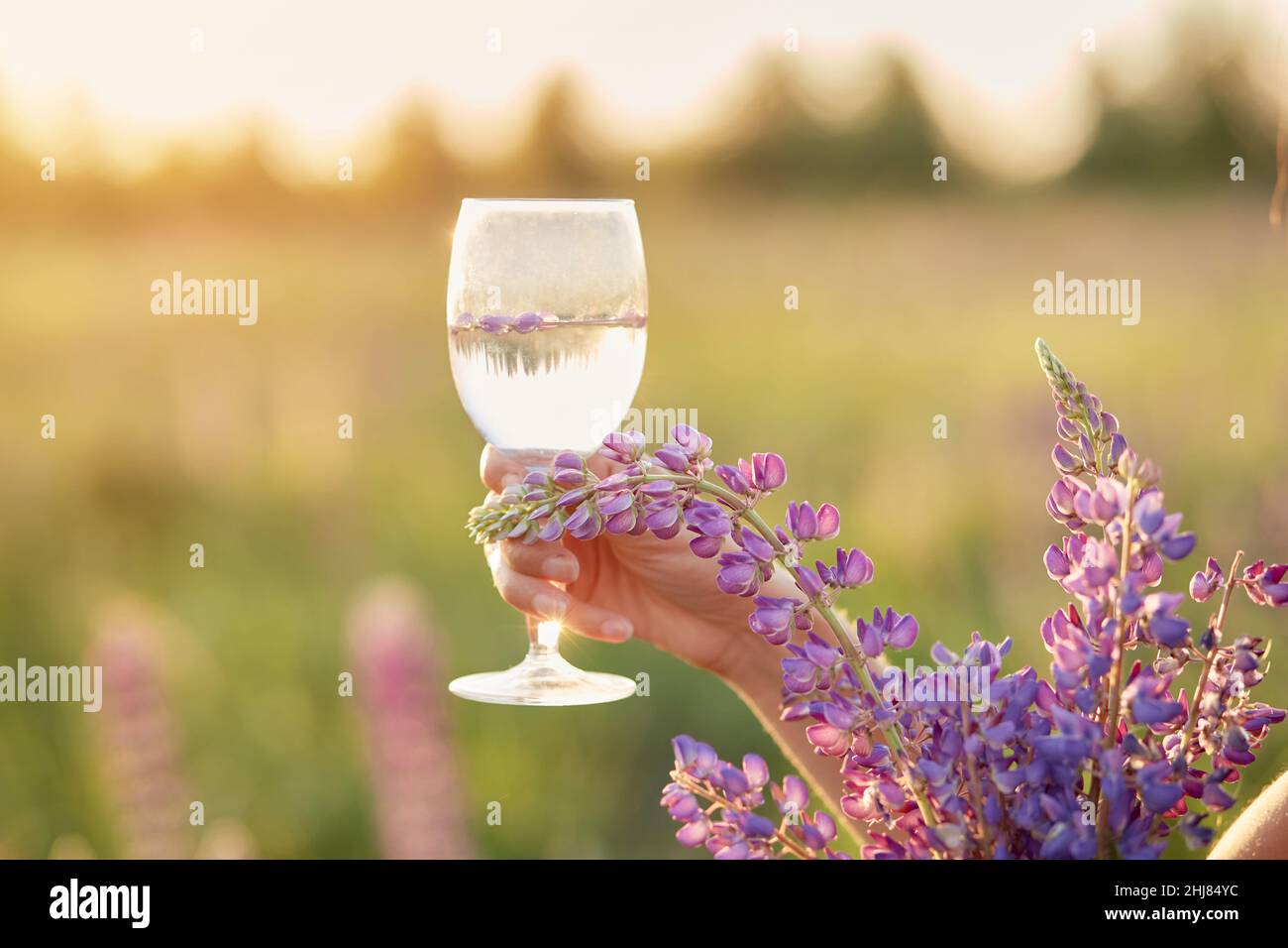 Frau hält bei Sonnenuntergang ein Weinglas mit purpurem lupinus auf der Wiese. Wellness und natürliches Konzept. Adaptogenes ayuverdic Drink-Konzept. Bewusster Konsum. Stockfoto