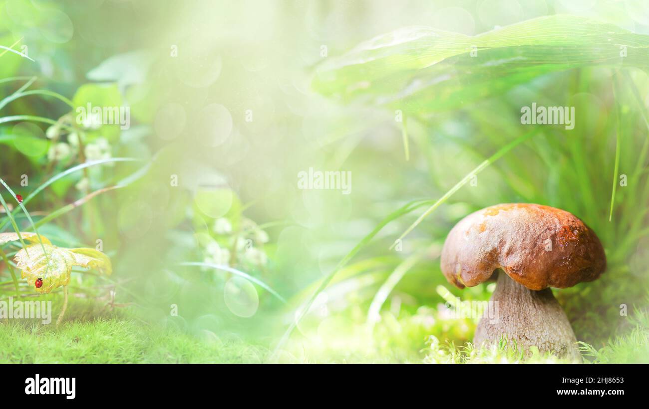 Unfokussierter grüner Waldhintergrund mit einem kleinen weißen Pilz. Weicher, selektiver Fokus Stockfoto